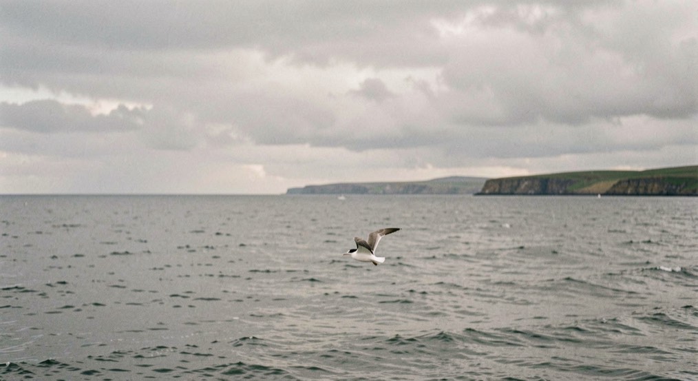 A wide grey sea under low cloud with a distant headland and a single seabird crossing