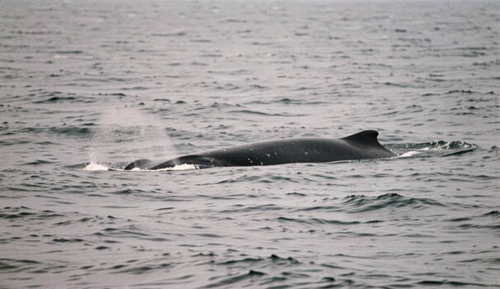 A sperm whale far out on a grey sea, seen at a distance: a long low dark back with a rounded hump and no dorsal fin, and a bushy blow leaning forward and to the left